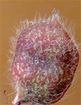  Legume